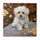 Suche nach maltesische fliesen Hund