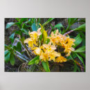 Recherche de orchidée de cattleya posters Jardin