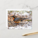 Recherche de oiseaux chanteurs cartes postales Oiseau chanteur