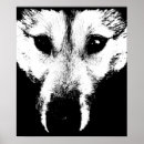 Suche nach sibirischer husky poster Alaskan malamute