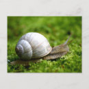 Recherche de snails cartes postales Escargot