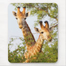 Suche nach tierfotos mousepads Giraffe