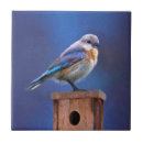 Recherche de femelle carreaux Oiseau bleu