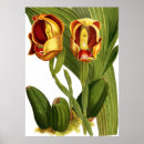 Suche nach grüne orchideen poster Vintag