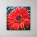 Suche nach gerbera leinwandbilder Rot