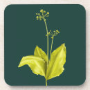 Recherche de plantes vertes dessous de verres Pour elle