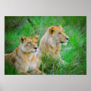 Suche nach botswana poster Löwe