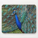 Recherche de paon tapis souris Plumes