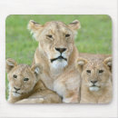 Recherche de oriental tapis souris Nature