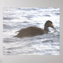 Suche nach schwarze ente poster Enten