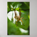 Suche nach heuschrecke poster Natur