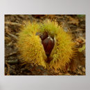 Suche nach süß poster Obst