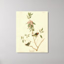 Recherche de calendula art Illustration