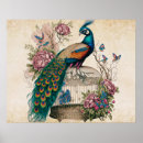 Recherche de cages à oiseaux posters Animaux