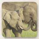 Suche nach asiatischer elefant untersetzer Indien