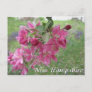 Recherche de pommier cartes postales Rose