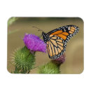 Recherche de chardon magnets Jardin