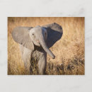 Suche nach junger elefant postkarten Tiere
