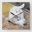 Suche nach betriebs poster wanduhren Schafe
