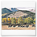Recherche de élan posters Nature