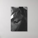 Suche nach profil kunst Pferd