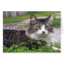 Suche nach tabby Hübsch
