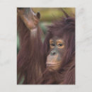 Suche nach orang utans postkarten Affe