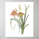 Suche nach taglilien poster Flora
