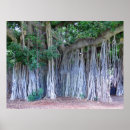 Suche nach banyan tree poster Tropisch