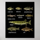 Recherche de truite ruisseau posters Amateur de pêche