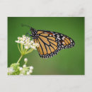 Recherche de papillon de monarque cartes postales Papillons