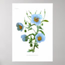 Recherche de poppy paintings posters Illustration