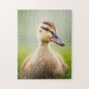Suche nach duck puzzle Wild lebende tiere