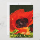 Recherche de pavot photographie Fleur de pavot