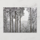 Recherche de arbre à feuillage persistant cartes postales Hiver