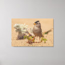 Suche nach spatz leinwandbilder Tier