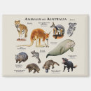 Recherche de koala magnets Mammifère
