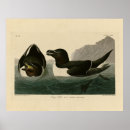 Suche nach audubon vögel poster Darstellung