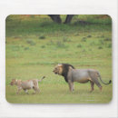 Suche nach männlicher löwe mousepads Südlicher afrika