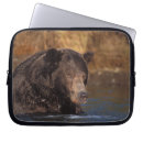 Recherche de ursus coques Portrait