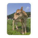 Recherche de veau magnets Bétail