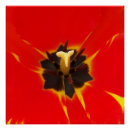 Recherche de tulipe jaune posters Rouge