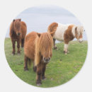 Suche nach shetland pony aufkleber Klippe