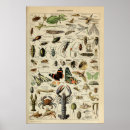 Suche nach wirbellose poster Insekten