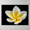 Suche nach amazing poster Colorful