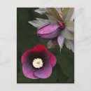 Recherche de rose pourpre cartes postales Floral