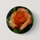 Suche nach orange ros buttons Rose