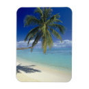 Recherche de bora bora magnete Palmier