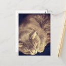 Suche nach kater postkarten Katze