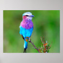 Suche nach birdie poster Blau